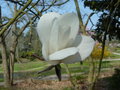 vignette Magnolia x gresham 'Elisa Odenwald'