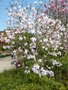 vignette Magnolia stellata 'Massey Rosea'