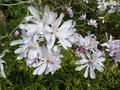 vignette Magnolia stellata 'Massey Rosea'