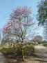 vignette Magnolia stellata 'Chrysanthemiflora'