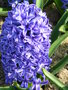 vignette Hyacinthus orientalis 'Blue Jacket'