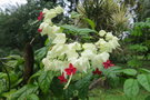 vignette Clerodendron thomsoniae