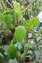 vignette Acronia phyllocardioides