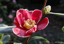 vignette ' Crimson King ' camellia sasanqua , givr