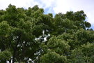 vignette Sorbus domestica   / Rosacées   / Europe du Sud