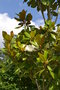 vignette Magnolia grandiflora 'Franois Treyve'