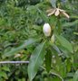 vignette Magnolia virginiana var. australis 'Louisiana Evergreen'