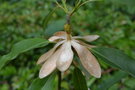vignette Magnolia virginiana var. australis 'Louisiana Evergreen'