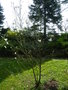 vignette Magnolia salicifolia 'Jermyns'