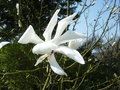 vignette Magnolia salicifolia 'Jermyns'