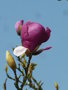 vignette Magnolia sargentiana var robusta (erreur ?)