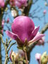 vignette Magnolia sargentiana var robusta