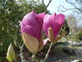 vignette Magnolia sargentiana var robusta (erreur ?)