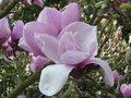 vignette Magnolia indtermin (Iolanthe?)
