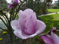 vignette Magnolia indtermin (Iolanthe?)