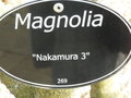 vignette Magnolia 'Nakamura 3'