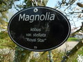 vignette Magnolia stellata 'Royal Star'