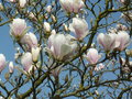 vignette Magnolia x soulangeana 'Brozzonii'