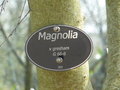vignette Magnolia x gresham