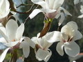 vignette Magnolia 'Lotus'