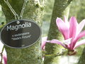 vignette Magnolia x soulangeana 'Picture' ( crit 'Wada's Picture' erreur)