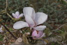 vignette Magnolia kobus 'Norman Gould'