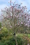 vignette Magnolia kobus var. stellata 'Massey Rosea'