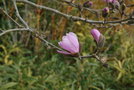 vignette Magnolia kobus var. stellata 'Massey Rosea'