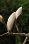 vignette Magnolia 'Royal Flush'