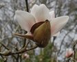 vignette Magnolia sprengeri 'Thomas Messel'