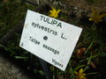 vignette Tulipa sylvestris