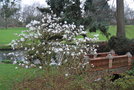 vignette Magnolia kobus var. stellata 'White Waterlily'