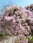 vignette Prunus subhirtella 'Pendula' - Cerisier  fleurs pleureur