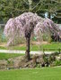 vignette Prunus subhirtella 'Pendula' - Cerisier  fleurs pleureur