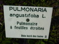 vignette Pulmonaria angustifolia