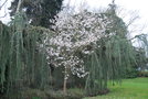 vignette Magnolia kobus 'Wada's Arboreal Form'