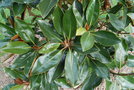 vignette Magnolia grandiflora 'Little Gem'