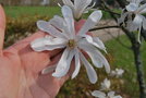 vignette Magnolia stellata 'Royal Star'