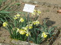 vignette Narcissus pseudonarcissus ssp pseudonarcissus - Narcisse, faux narcisse