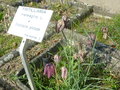 vignette Fritillaria meleagris - Fritillaire pintade