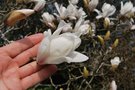 vignette Magnolia x soulangeana 'Speciosa'
