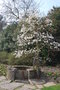 vignette Magnolia salicifolia 'WB Clarke'