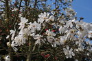 vignette Magnolia salicifolia 'WB Clarke'