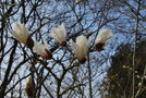 vignette Magnolia cylindrica 'Hohman'