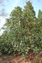 vignette Magnolia delavayi   / Magnoliaceae   / sud Yunnan
