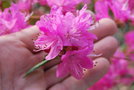 vignette Rhododendron 'Boskoop Ostara'