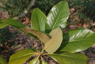 vignette Magnolia grandiflora 'Majestic Beauty'