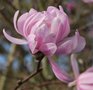 vignette Magnolia kobus var. stellata 'Keskei Plena'