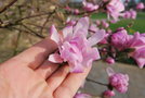 vignette Magnolia kobus var. stellata 'Keskei Plena'