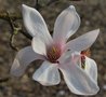 vignette Magnolia sprengeri var. diva 'Kln'